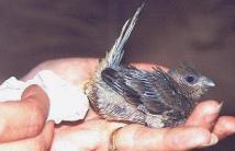 Blue Nape Mousebird Chick being pooped