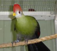 Red Crest Turaco