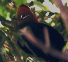 Fischer's Turaco (zoo bird pictured)