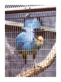 Great Blue Turaco (zoo bird pictured)