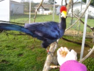 Lady Ross Turaco eating mealworms