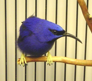 Purple Honeycreeper (male)
