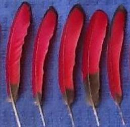 Turaco Wing Feathers